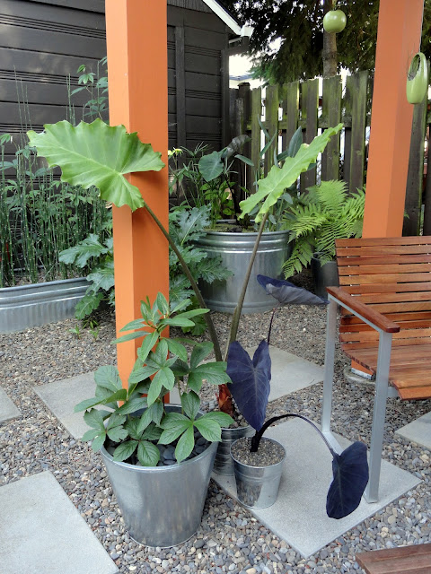 danger garden: Containers…