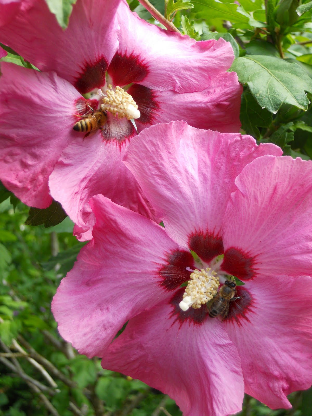 Lilacs And Springtime Rose Of Sharon