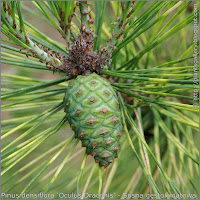 Pinus densiflora 'Oculus Draconis' cones - Sosna gęstokwiatowa 'Oculus Draconis' szyszka