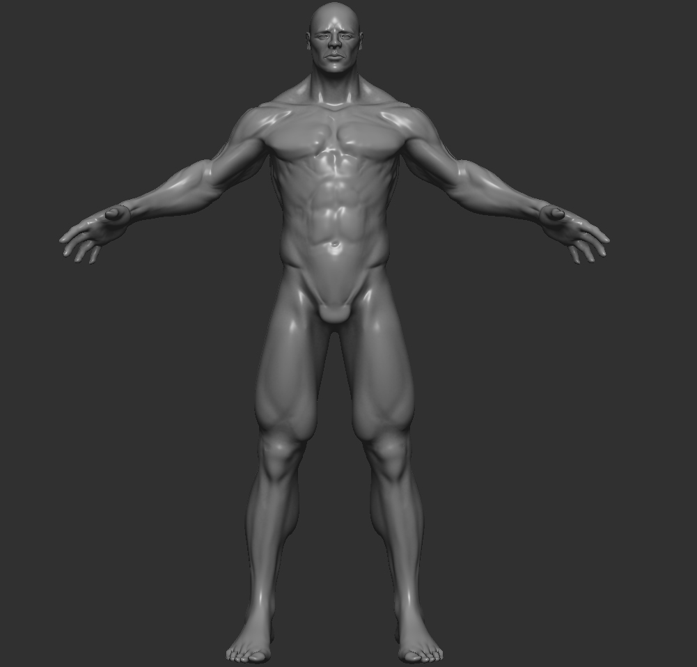 Male+anatomy.jpg