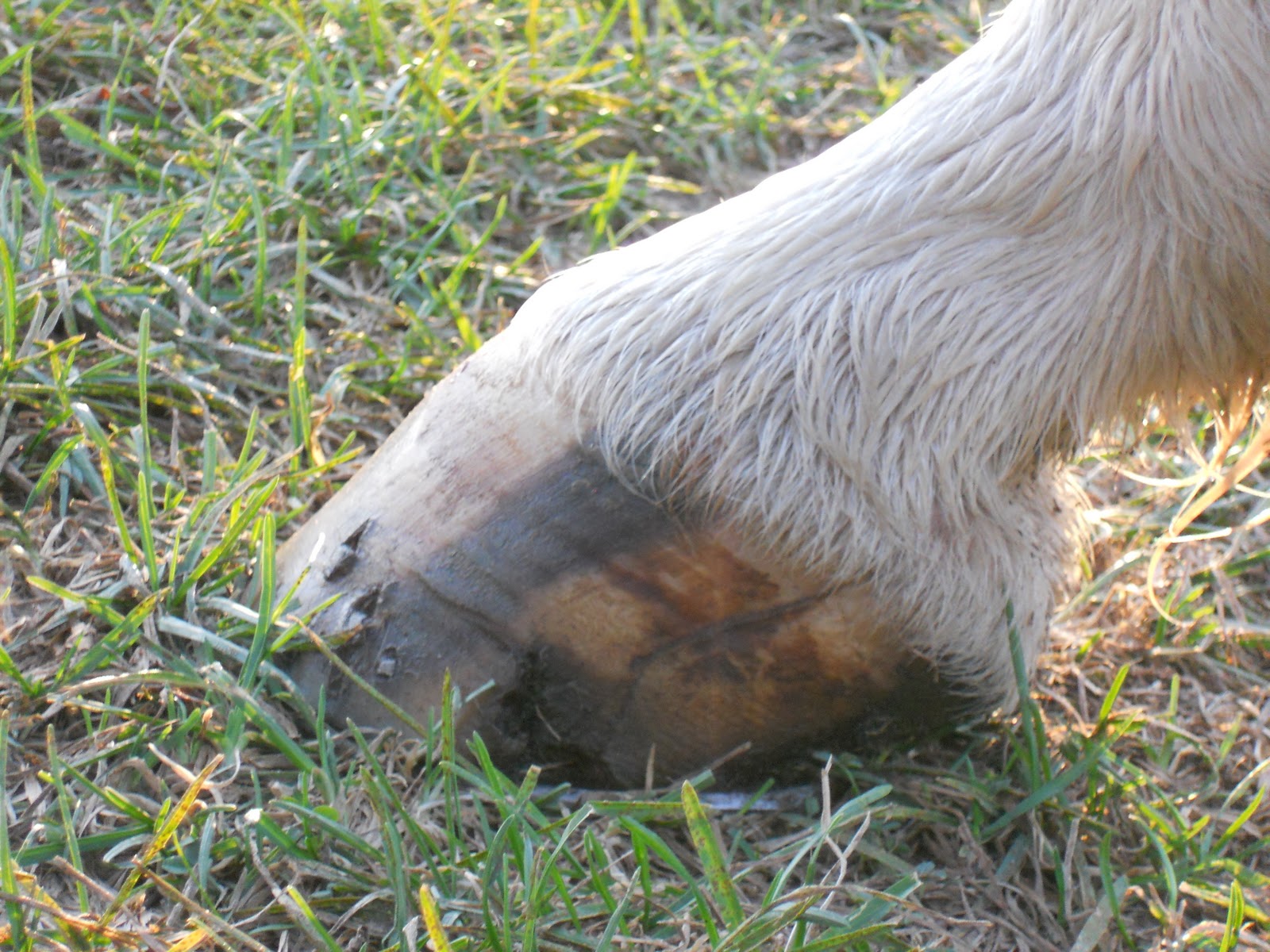 Equine Acupuncture Training Articles Acupuncture treatment of