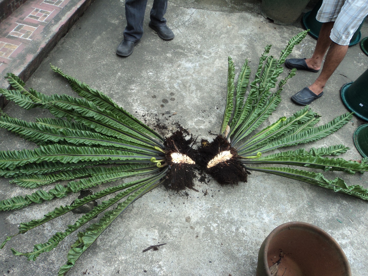 How to Propagate a Birds Nest Fern This Old House