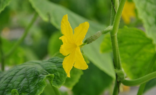 Cucumber Flowers Cucumber Flowers