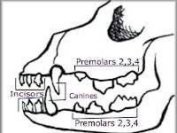 Dog Teeth Diagram Dog Teeth Diagram