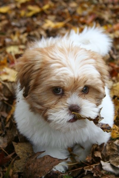 living breed puppy and top 5 living breeds living breed puppy and top 5 living breeds