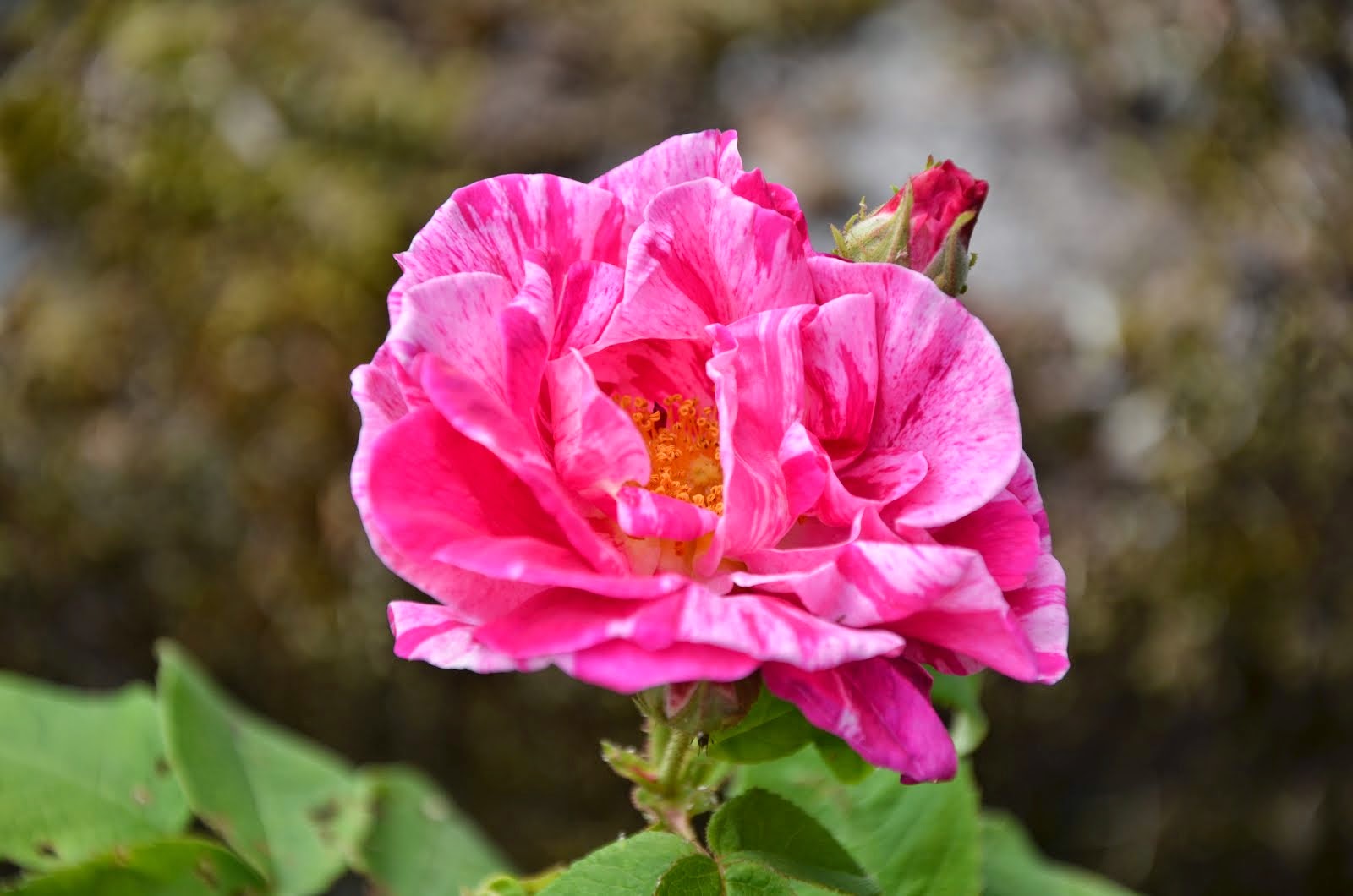 'Rosa Mundi'