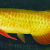 Indahnya gan... Gambar Foto Ikan Arwana Golden Red Ini Indahnya gan... Gambar Foto Ikan Arwana Golden Red Ini