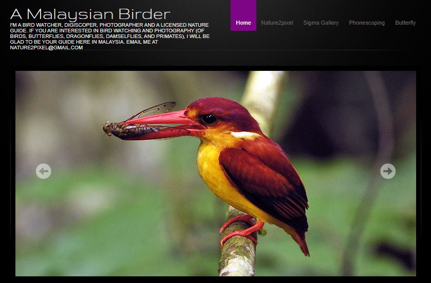 A Malaysian Birder