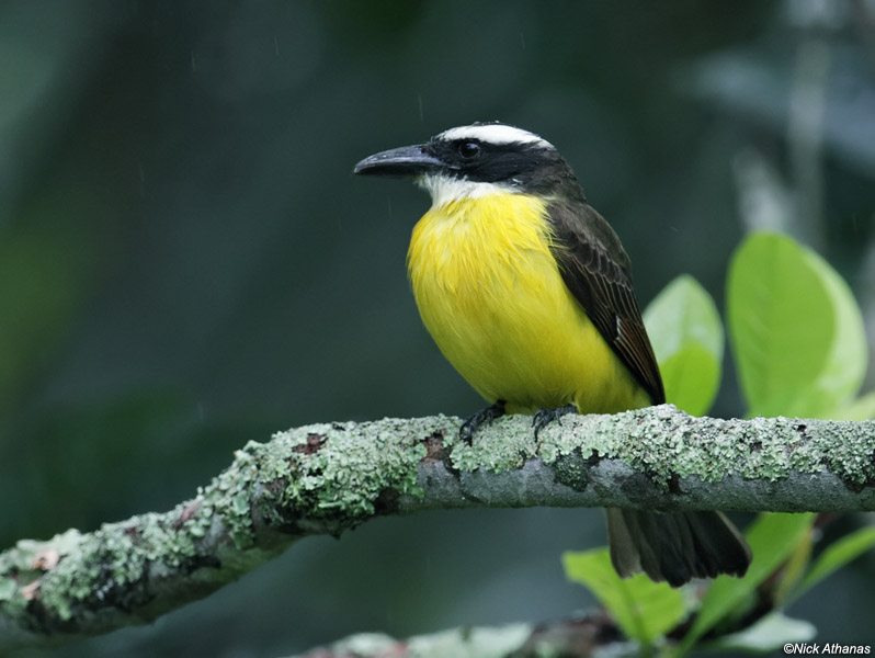 Bellas Aves de El Salvador Megarynchus pitangua (pitanguá, mosquerón