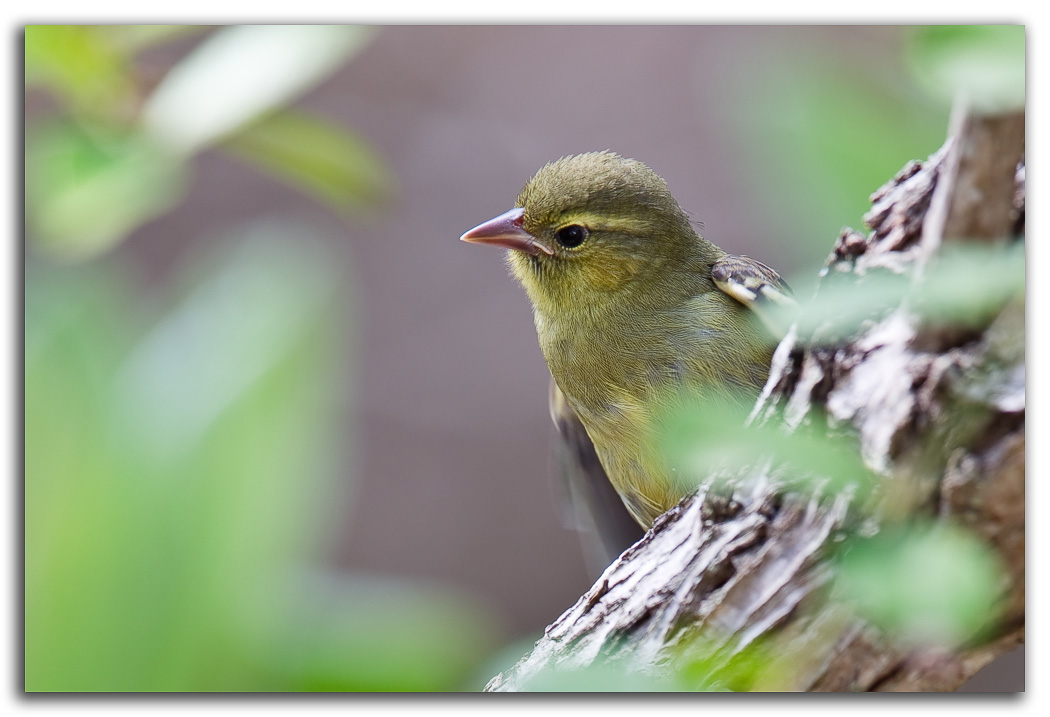 Mauritius: Tinh khôi và lộng lẫy 9 Mauritius Fody1