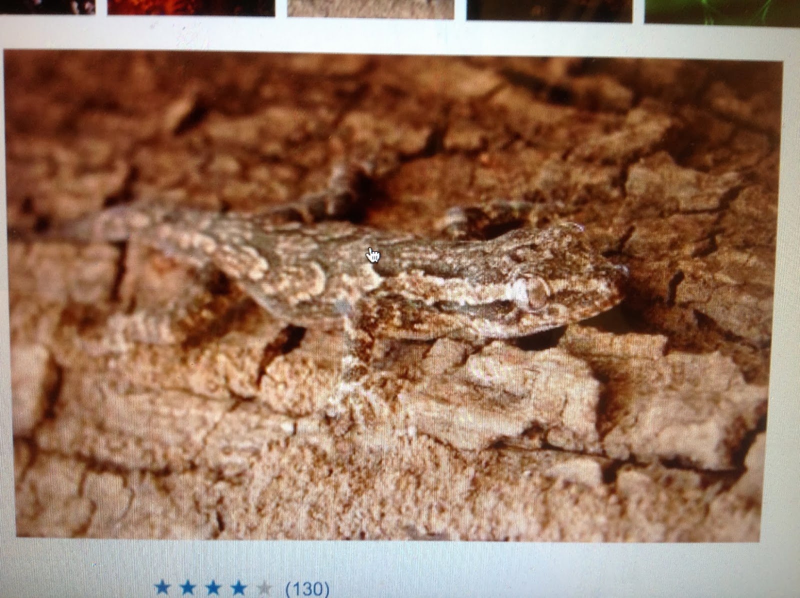 Puddle Wonderful Learning Camo Chameleon