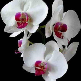 Flower Lovers Club Facts About Orchids That You May Not Be Aware Of