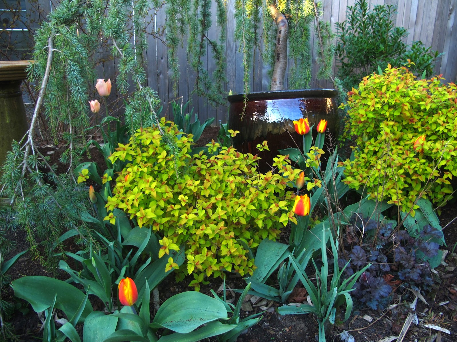 Pink Magic Carpet Spirea Flowering Shrub