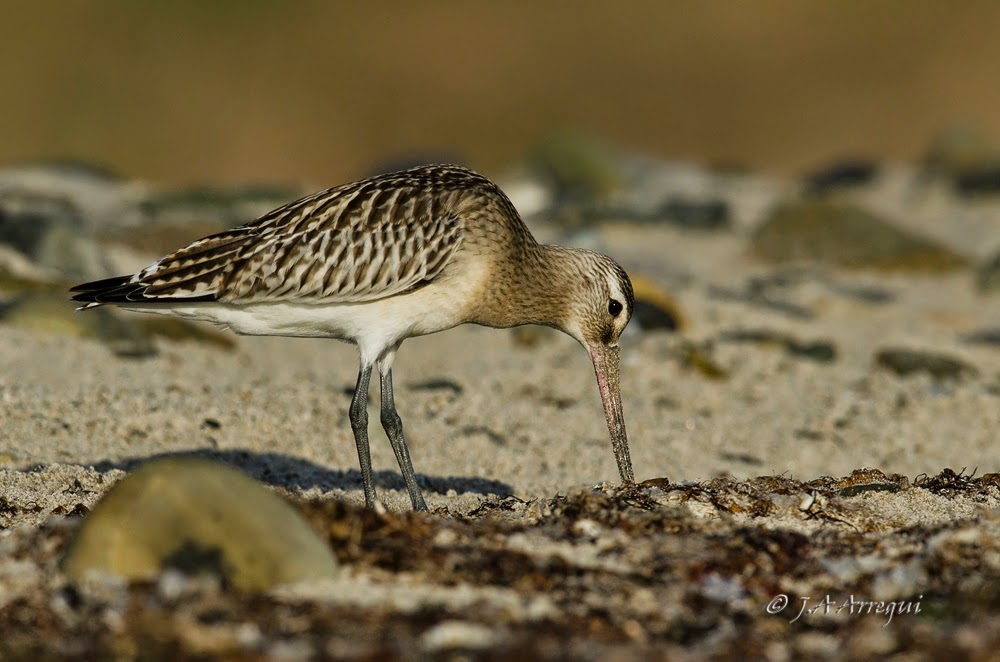 Aguja colipinta, Limosa lapponica, Bar-tailed Godwit Aguja colipinta, Limosa lapponica, Bar-tailed Godwit