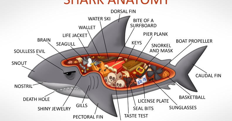 S.T. Lewis: Shark Anatomy
