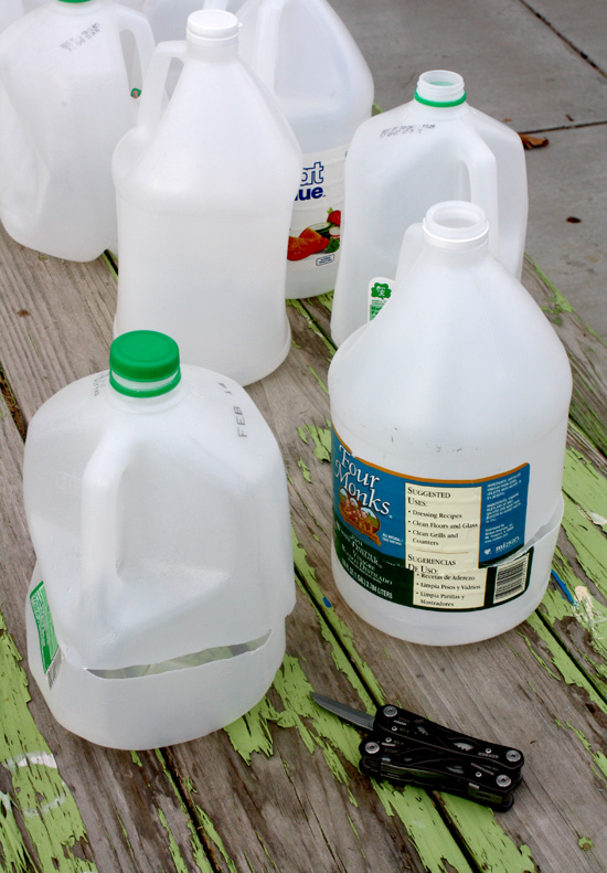 The Parsimonious Princess In the Backyard My Milk Jug MiniGreenhouses