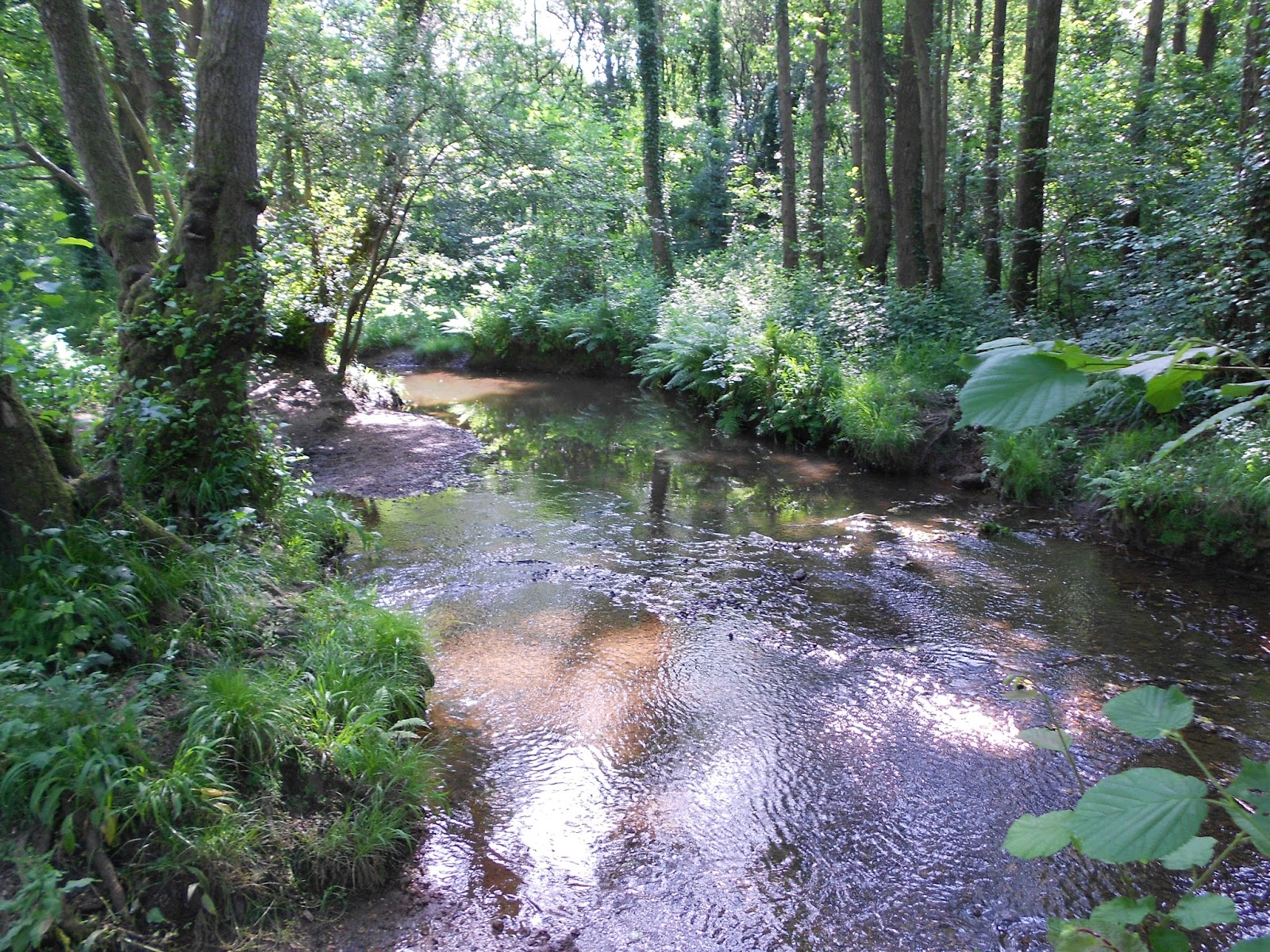 Nature Notes and Observations Tadburn Meadows Nature Reserve, Romsey