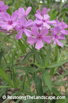 phlox discovery