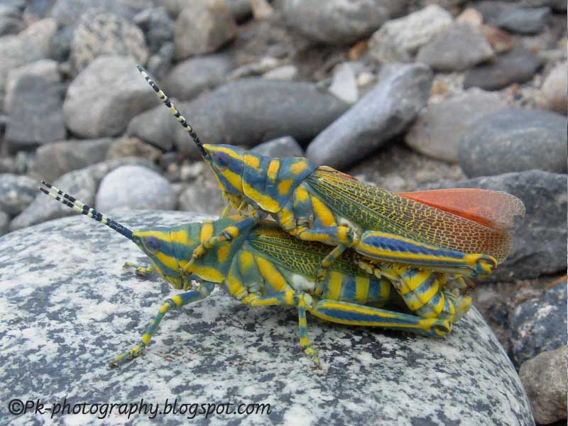 Painted pictus Nature, Cultural, and Travel