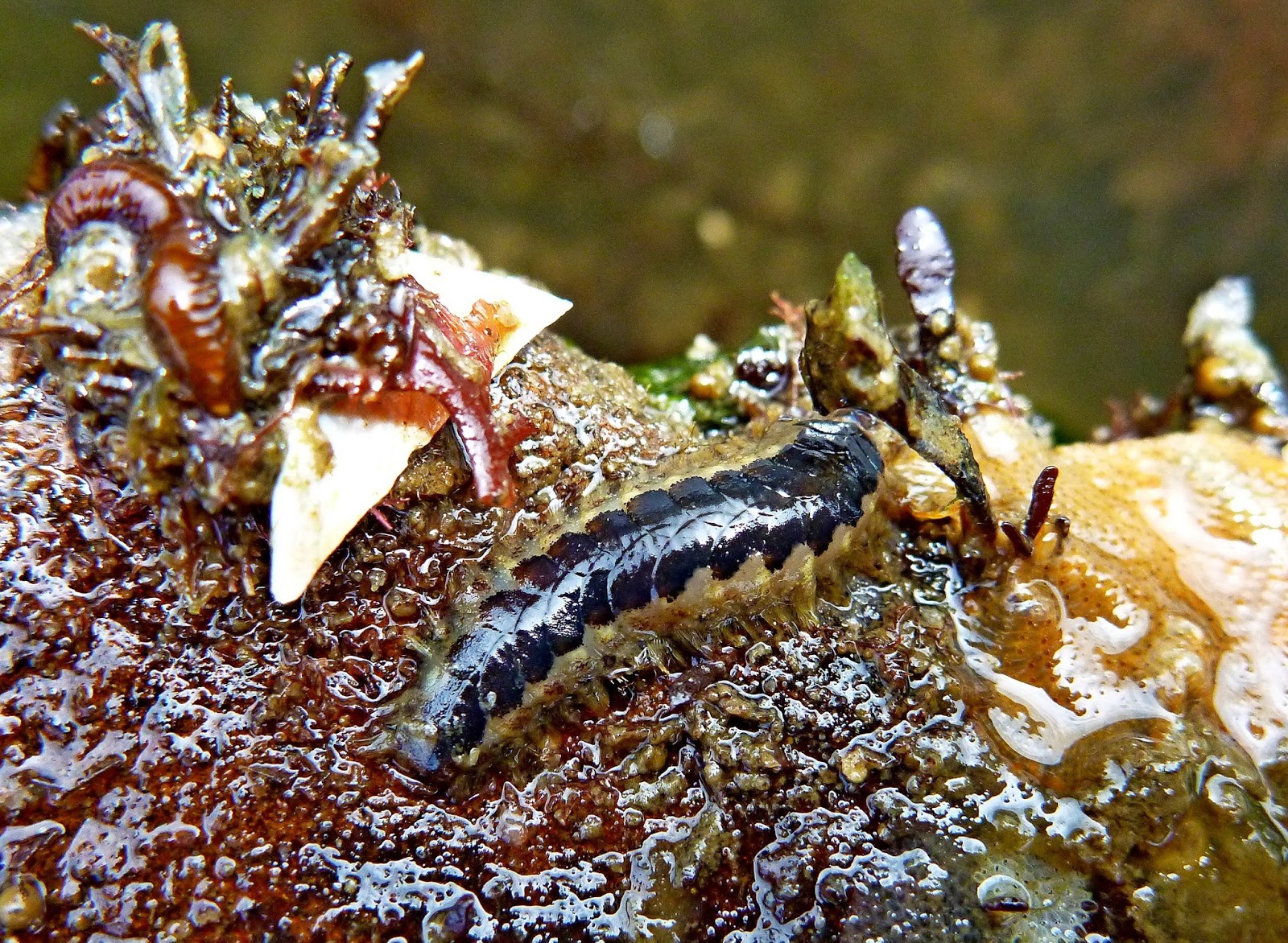 Buzz's Marine Life of Puget Sound: Jul 5, 2013