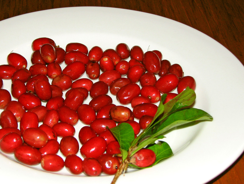 Fruto milagroso Sideroxylon dulcificum