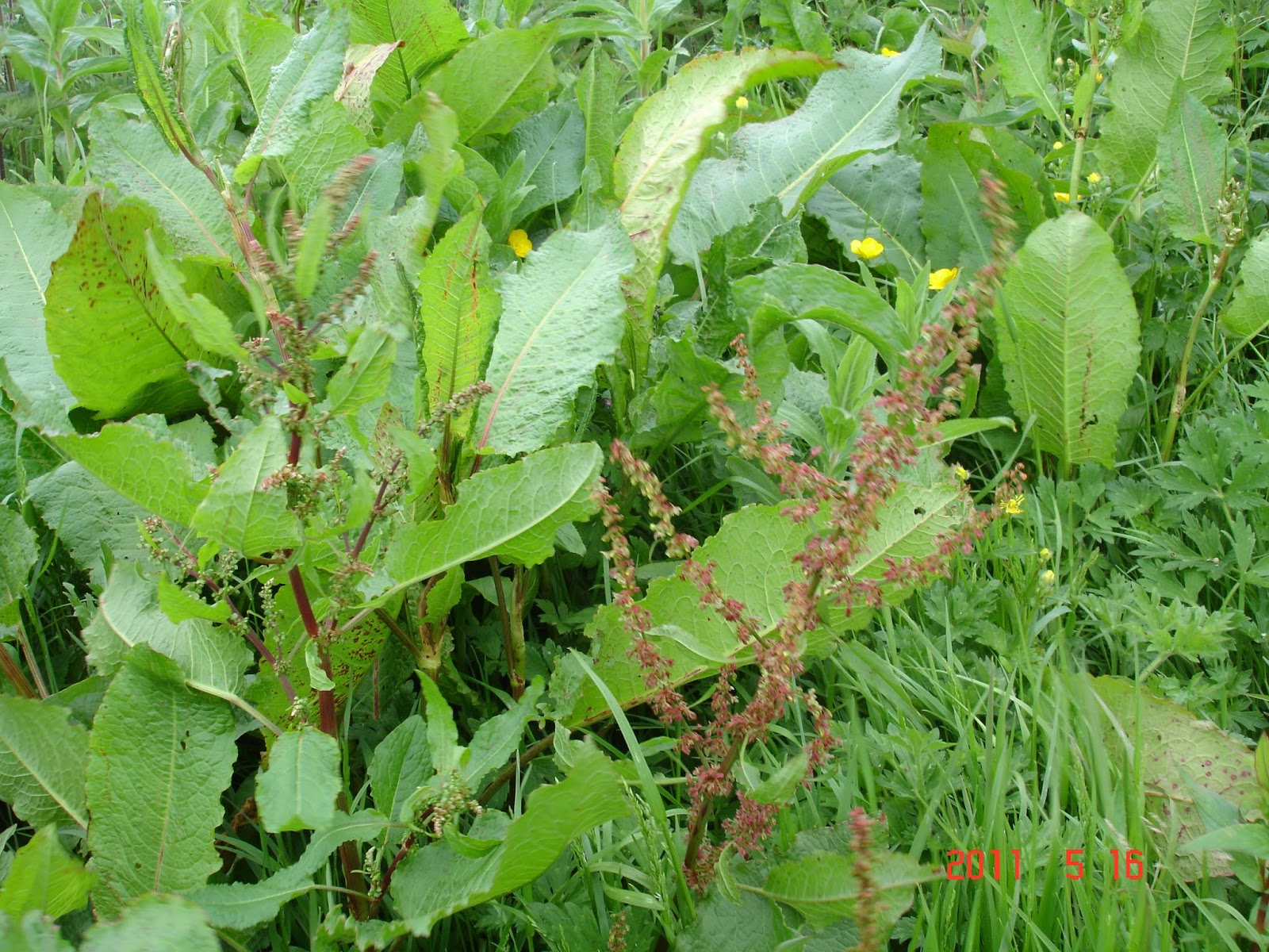 Urban Prepper Chicks Herb of the Week Uses for Curly Dock Urban Prepper Chicks Herb of the Week Uses for Curly Dock