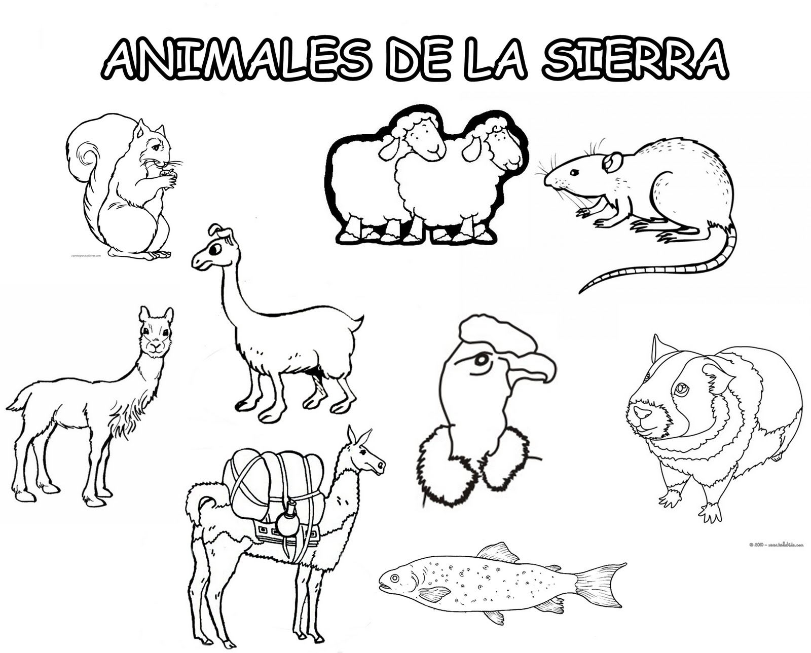 Animales De La Selva Peruana Para Colorear Imagui