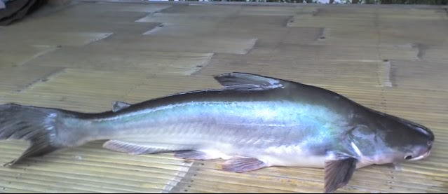 Budidaya Ikan Patin