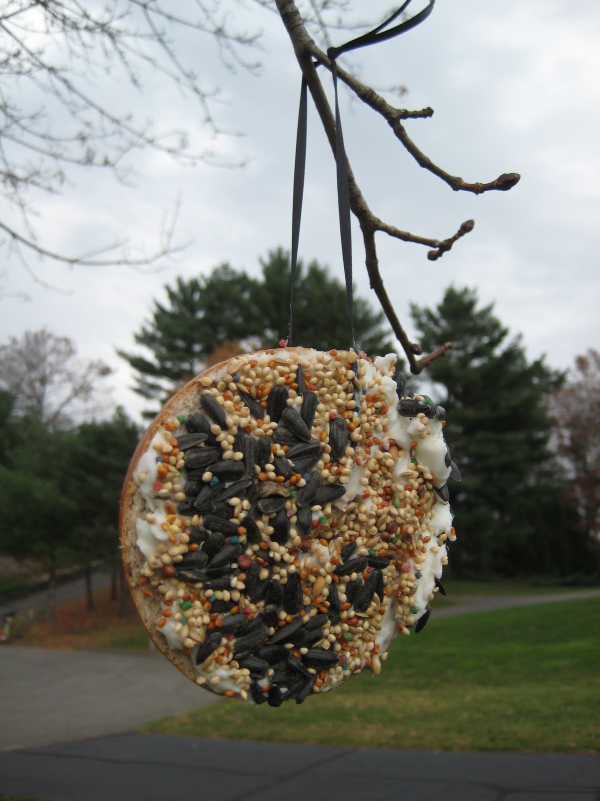 Bagel Bird Feeder
