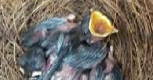 menu lolohan anakan murai batu yang benar bagian i menu lolohan anakan murai batu yang benar bagian i