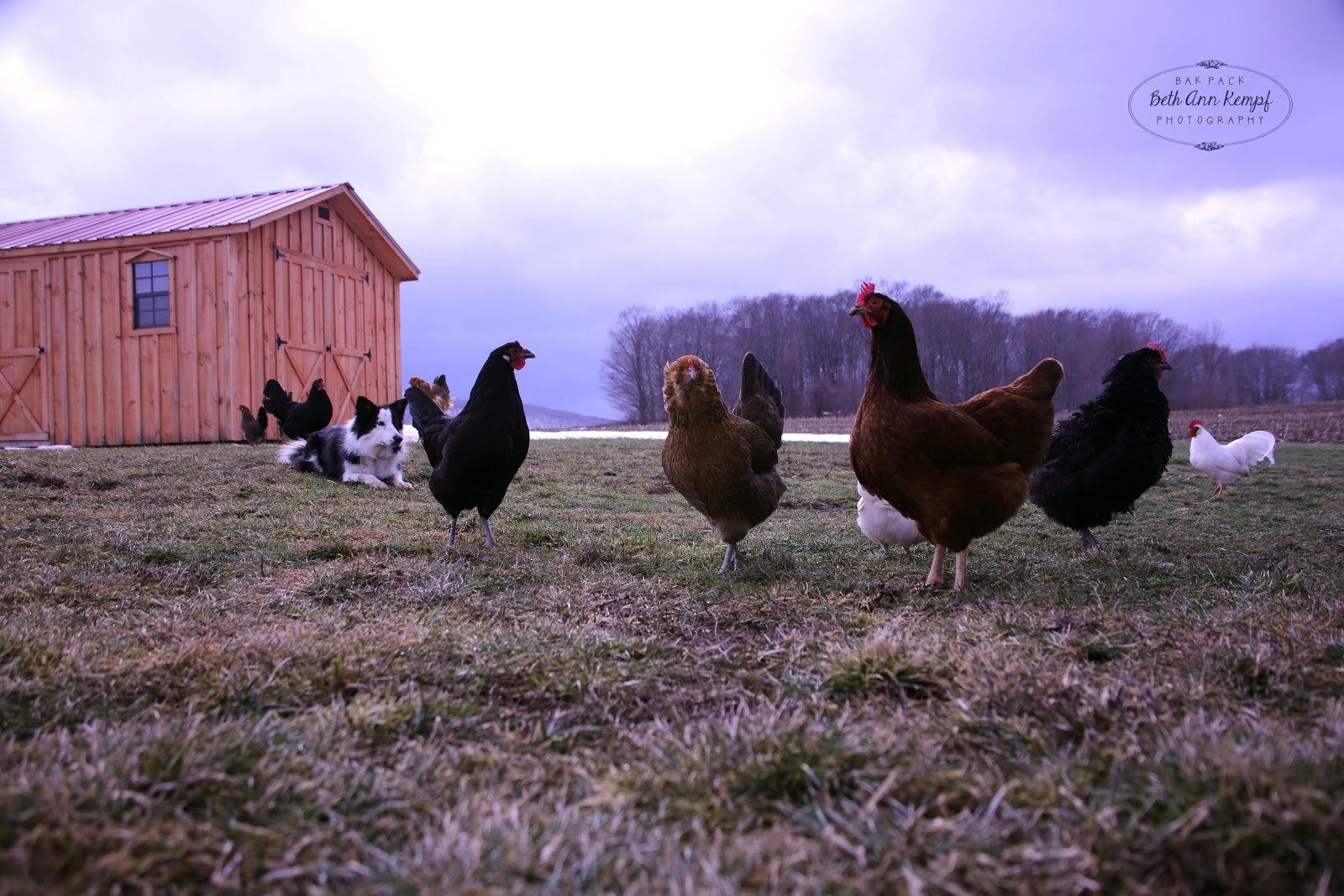 Sunday Photo Freebies/ St. Patrick's Day Taming My Flock of Firsties