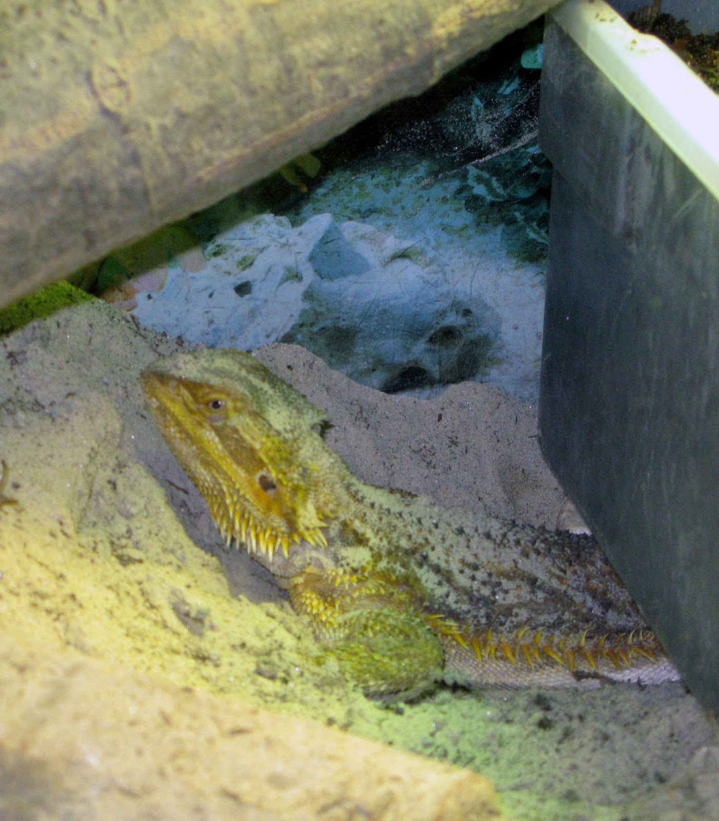 Female Bearded Dragon