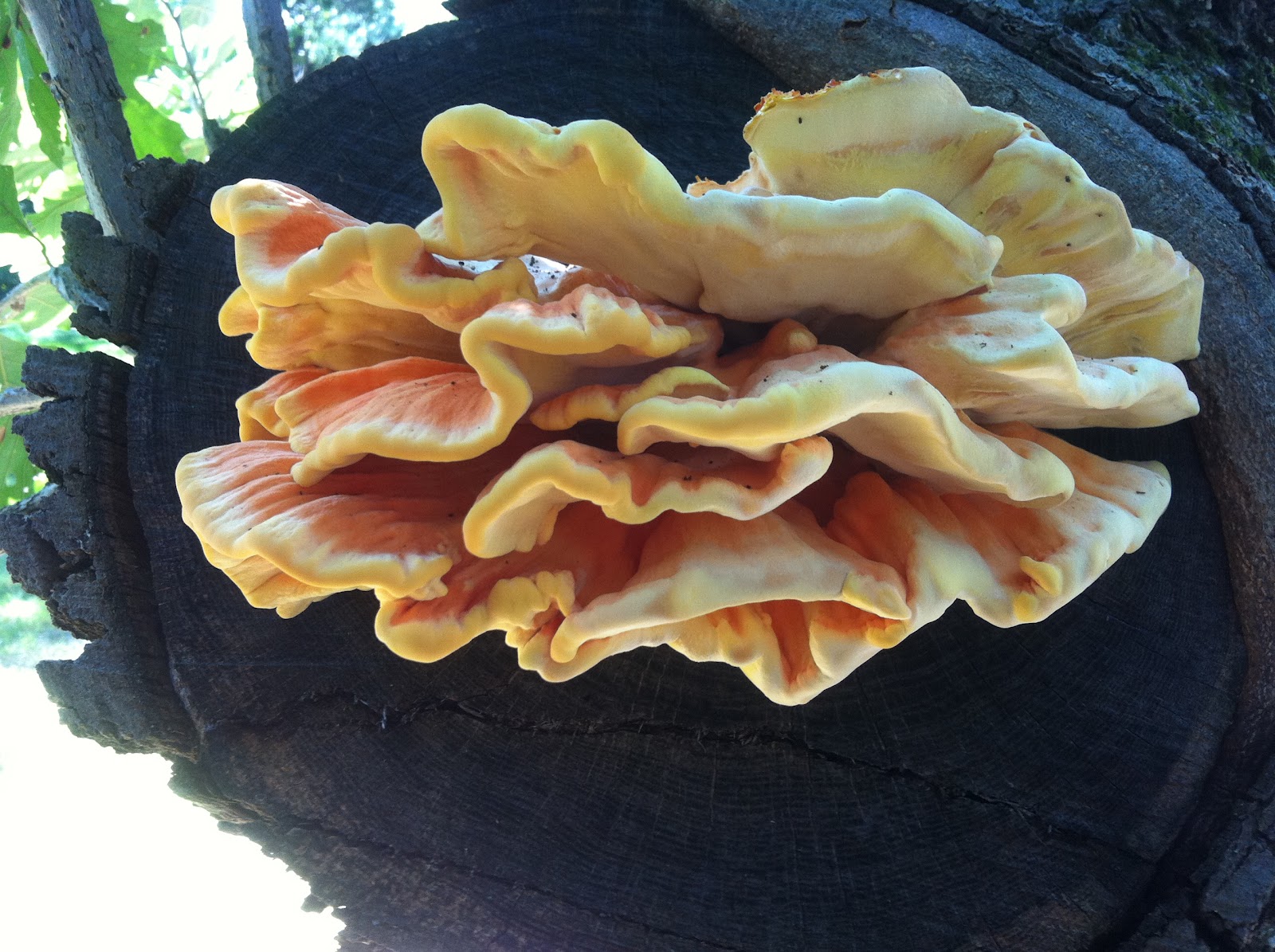 Norwegian Wood Retreat: Wild Edible Mushroom Identification Workshop