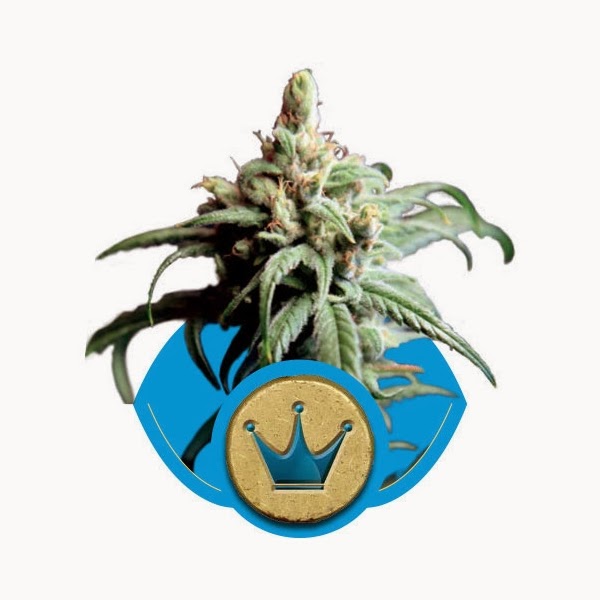 Royal Highness: A Alteza Real Royal Highness: A Alteza Real