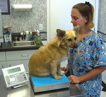 Dog Grooming Clothing Uk Dog Grooming Clothing Uk