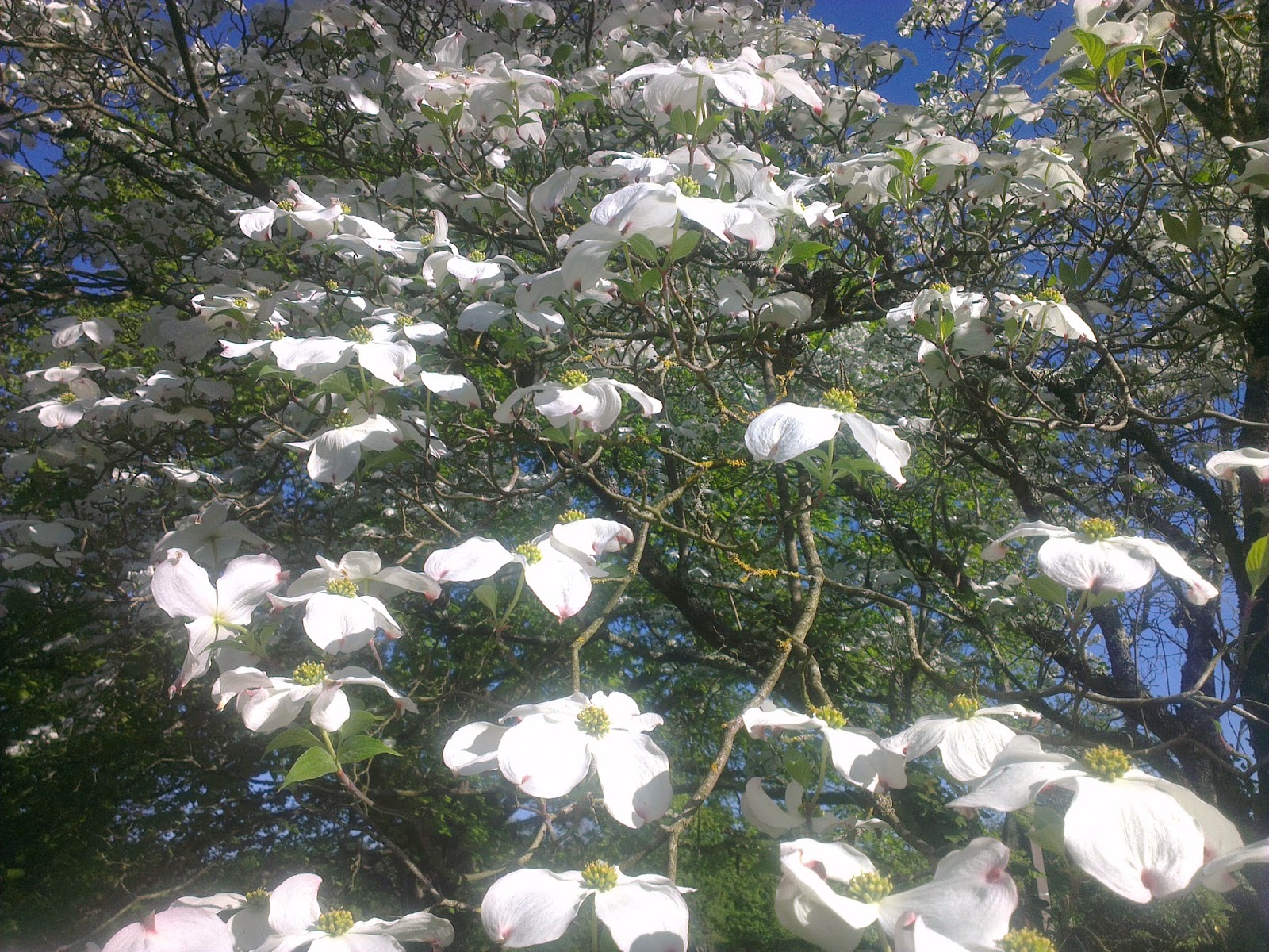 Dordogne dogwood flowers in the double forest region