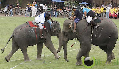  Polo gajah