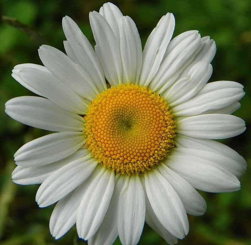 "What's Blooming Now" Mayweed, Dog Fennel (Anthemis cotula)
