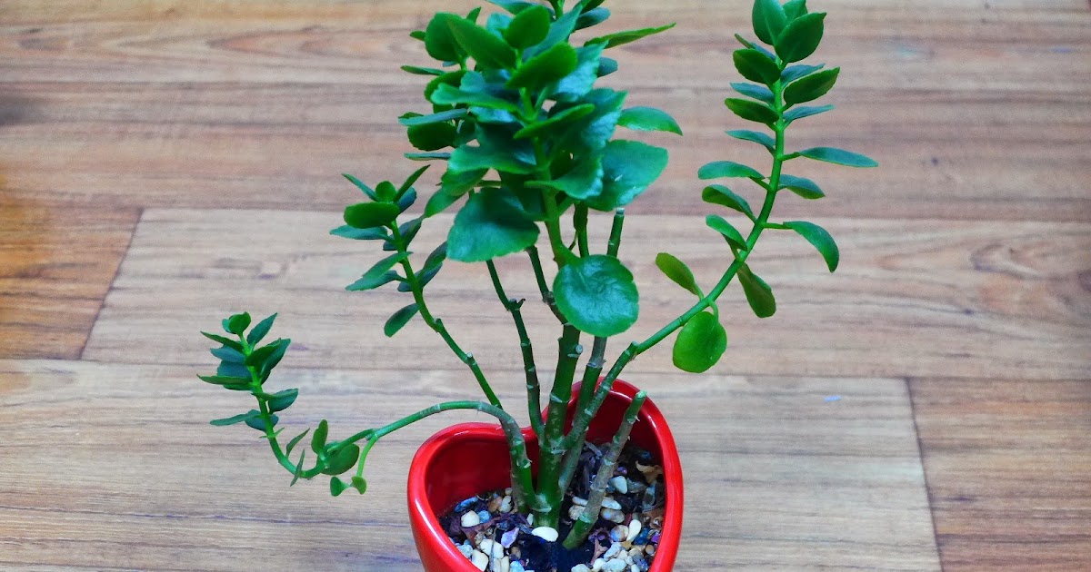 화분 분갈이 방법과 순서 - Brillante