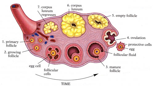 Girls Ovary
