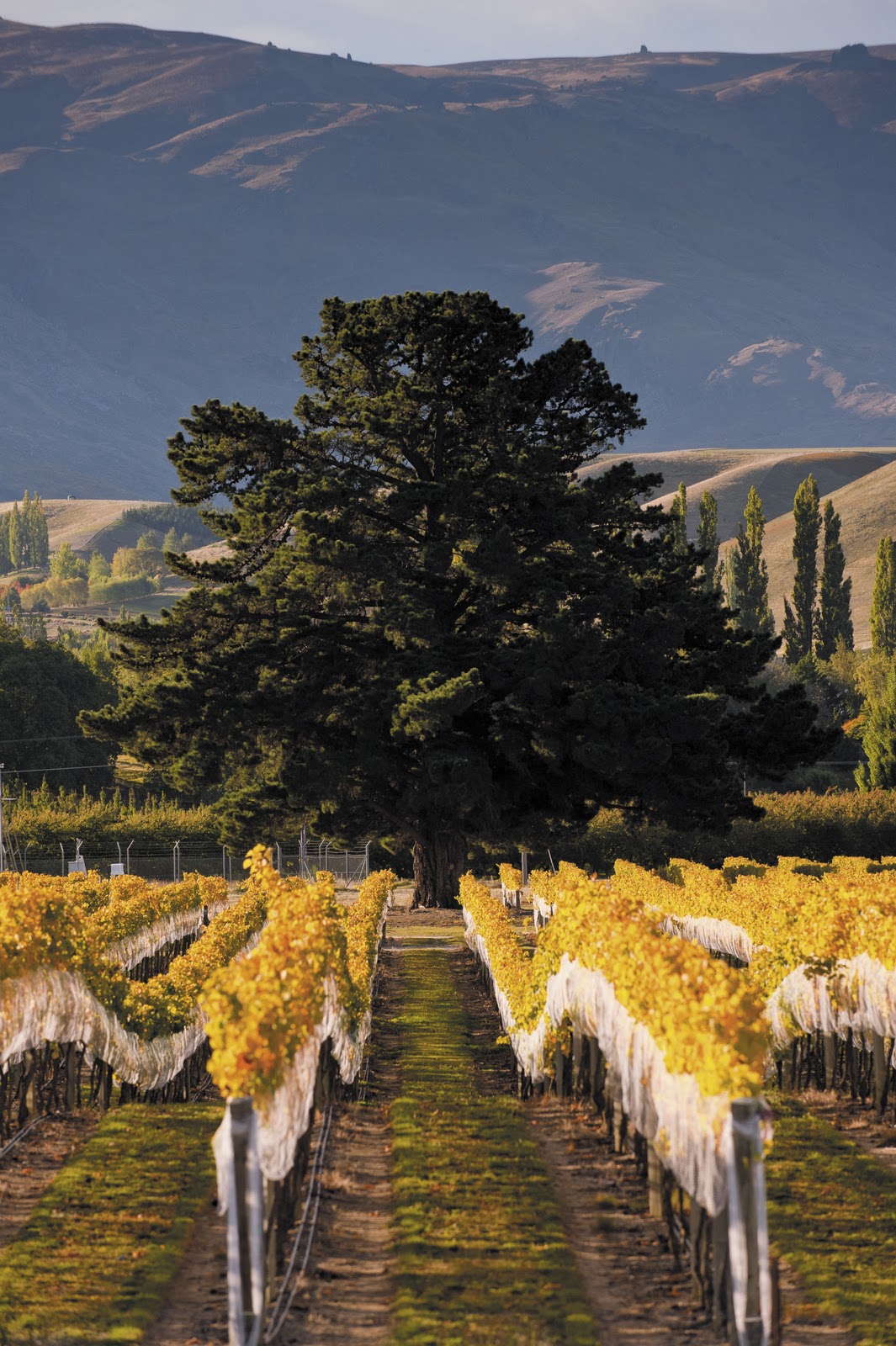 Beattie's Book Blog unofficial homepage of the New Zealand book