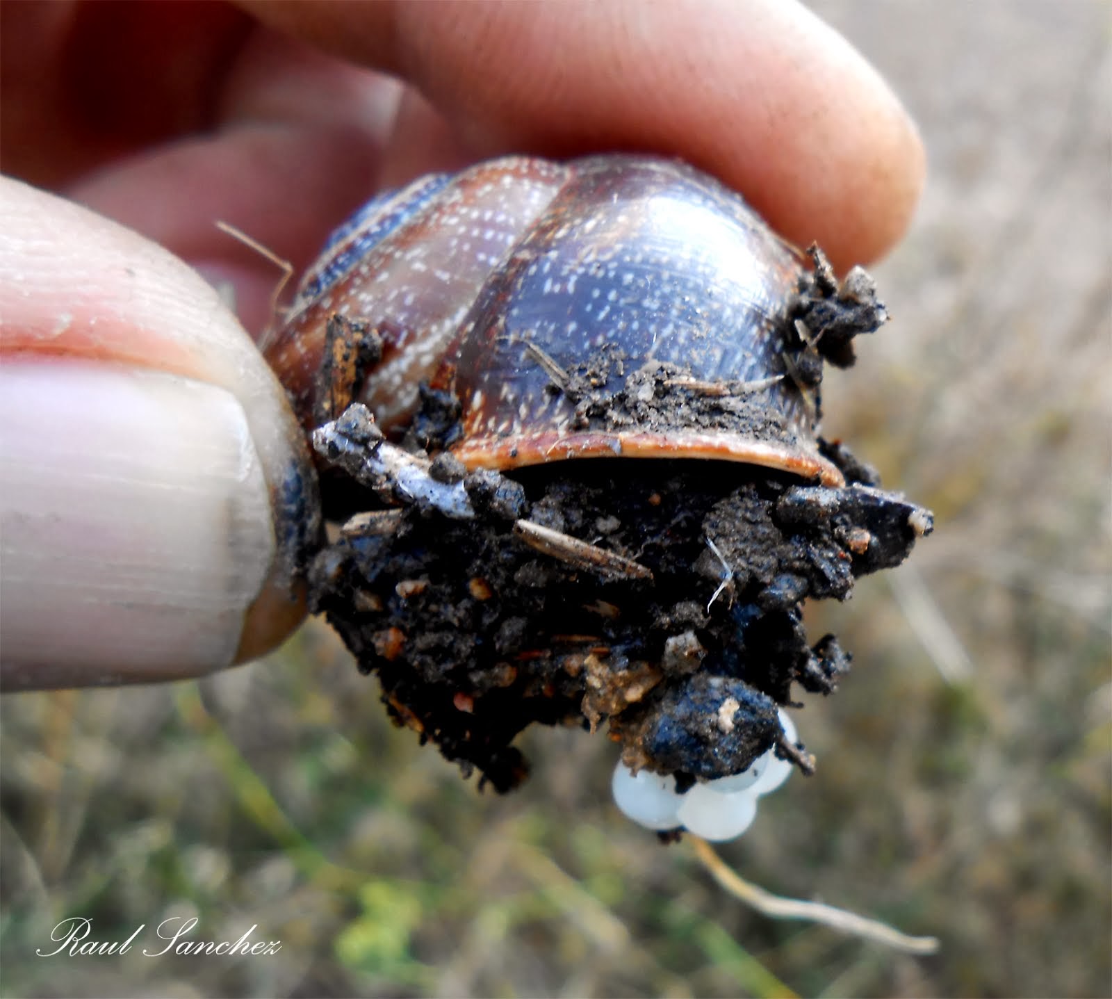 Caracol puesta de huevos