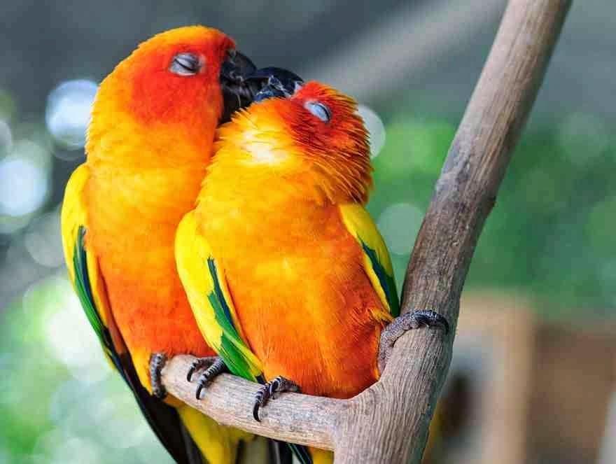 Lovable Images Birds & Animals Kissing WallPapers Free Dw Beautiful