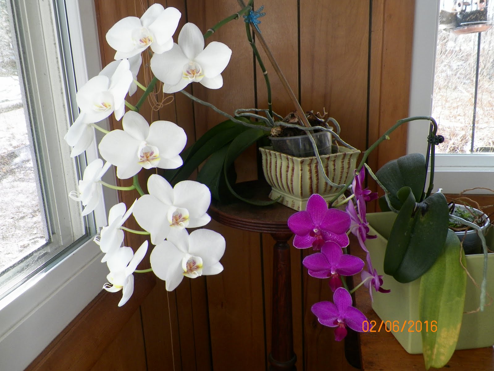 MOM'S ORCHIDS