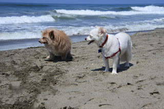 gizzy and other dog on beach