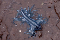 Blue Sea Slug on the Brink of Mass Extintion