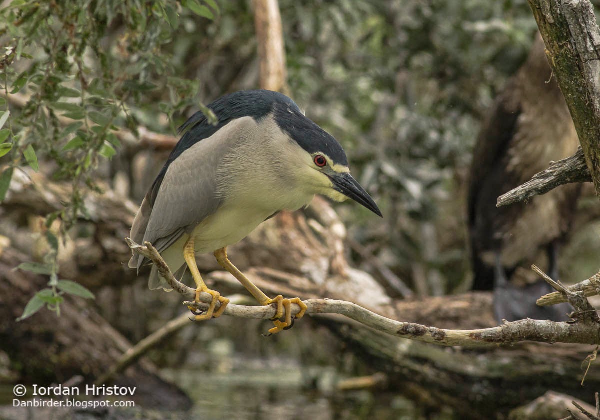 Night Heron, Copyright Iordan Hristov Night Heron, Copyright Iordan Hristov
