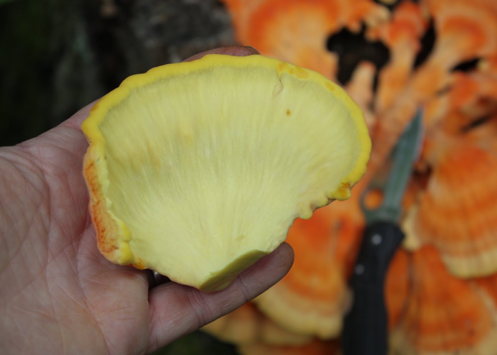 lil fish studios Sulphur Shelf aka Chicken Mushroom