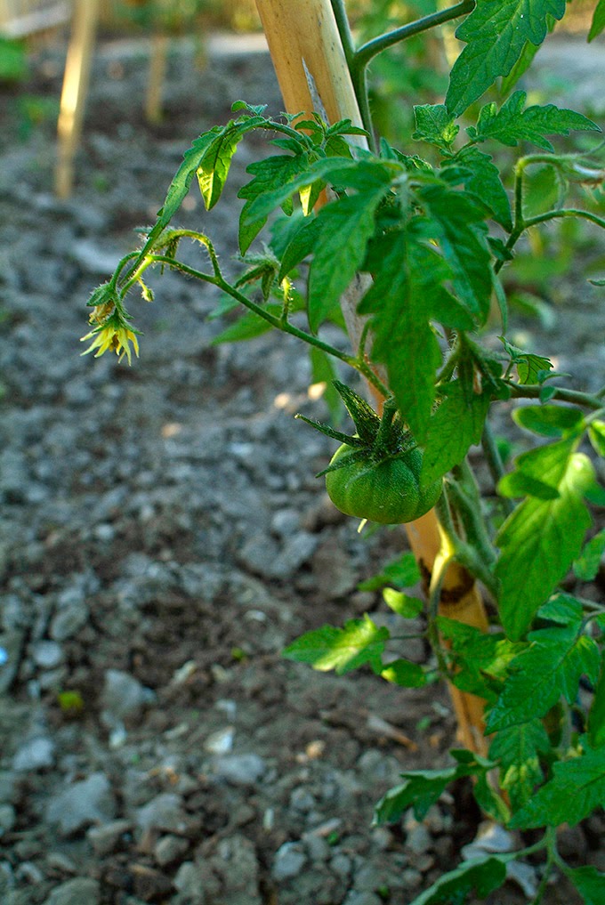 tree seedlings in spanish tree seedlings in spanish