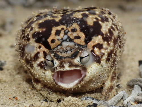 entertainment photos: Namaqua Rain Frog